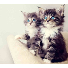 Алмазна мозаїка "Кошенята", на підрамнику 30*40см, в кор. 31*41*2,5см, ТМ Dreamtoys S20403