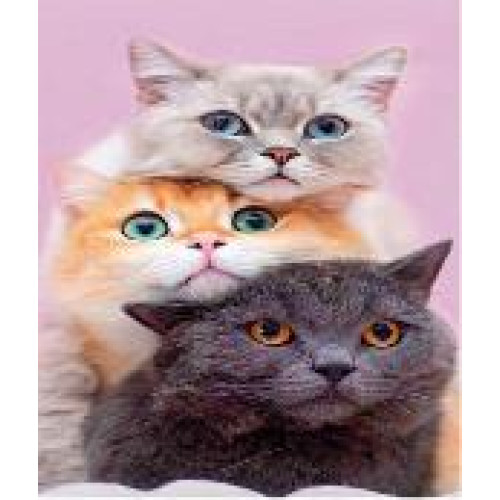 Алмазна мозаїка "Три котики" 40x50 см у подарунковій кор 75264